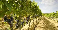 Vigna