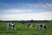Bovini al pascolo