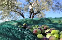 Raccolta delle olive in Sabina