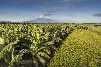 Piantagione di banane Chiquita