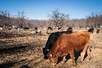 Allevamento bovino in Spagna