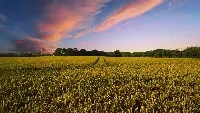 Campo di grano