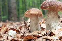 Funghi porcini