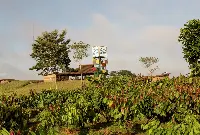 El Cacao, in Nicaragua, la piantagione che dal 2012 è proprietà di Ritter Sport