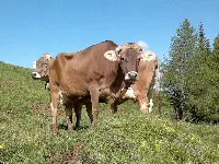 vacche razza bruna al pascolo