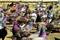 Piccioni