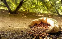 Raccolto di nocciole in un noccioleto