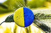 Grano dell'Ucraina