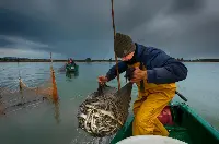 Pesca all'anguilla nella laguna di Orbetello