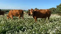 Limousine e Charolaise Italiane