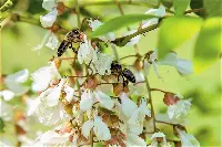 Api su fiore d'acacia