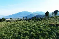 Bosco Monini