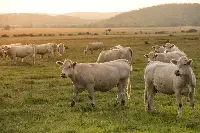 Bovini al pascolo