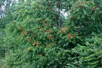 Alptrees