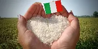Riso italiano