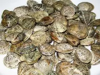 Vongole del tipo "lupino"