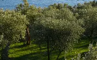 Oliveto in Liguria