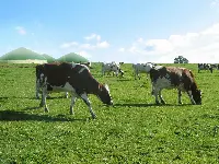 Bovini e Biogas Air Liquide