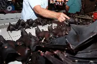 Un'immagine del Tomohon extreme market in Indonesia
