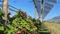 Agrivoltaico