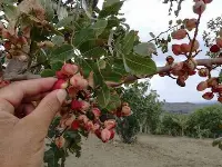 Pistacchio coltivato a Bronte
