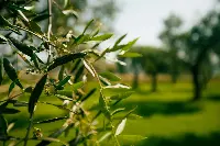 Oliveto Villa Berio