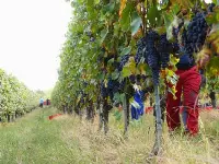 Filare langa Barolo