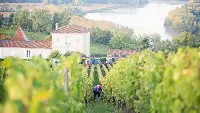 Vigneto di Bordeaux