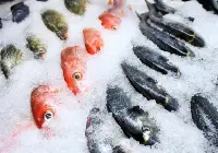 pesce congelato