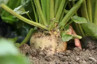 ItaliaZuccheri Coprob campagna barbabietola