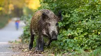 cinghiale
