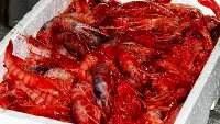 Il pregiato gambero rosso
