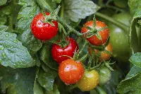 Pomodori