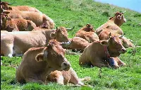 Bovini al pascolo