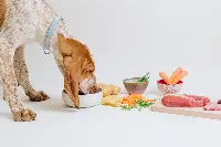 Dog Heroes nuove pappe