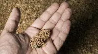 Insetti: un progetto dell'Università di Torino ne studia l'impiego per l'alimentazione animale negli allevamenti