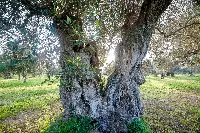 Uliveto in Puglia