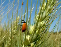 Biodiversità