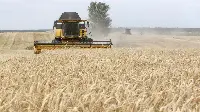 Grano in Egitto