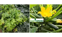 Calabacin-resistente-al-virus-del-Nueva-Delhi