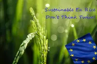 Riso europeo