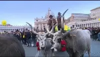 Benedizione animali in piazza San Pietro in occasione di Sant'Antonio