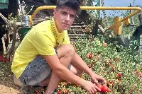 Raccolta pomodori