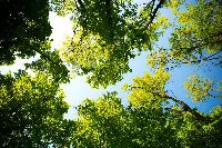 Emissioni-co2- albero