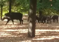 Cinghiali al parco della Maggiolina a La Spezia