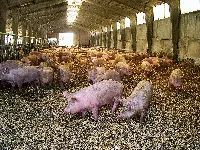 Suinicoltura: allevamento maiali