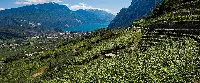 I vigneti vista lago