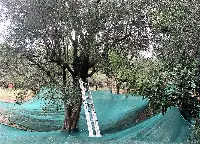 Uliveto ligure
