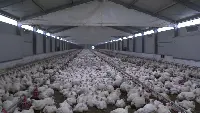 Allevamenti galline