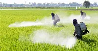 Irrorazione di una coltura con pesticidi